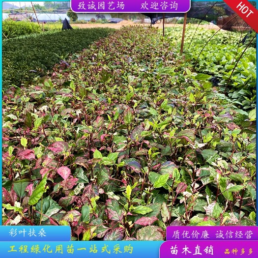 漳浦县彩叶扶桑（各种规格都有，欢迎来电或在线咨询）