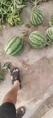 需要云南无籽美都西瓜的给我联系