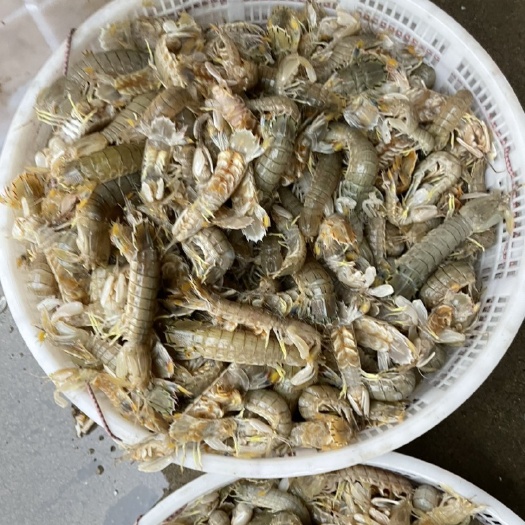 滨州渤海湾皮皮虾