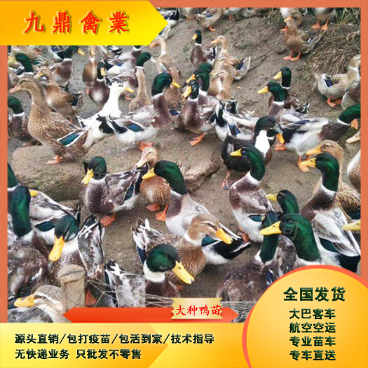 广州广州孵化出壳大种青头鸭苗小种青头鸭苗麻鸭苗水鸭苗蛋鸭苗