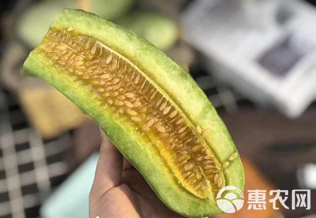 山东博洋61羊角蜜甜瓜专业羊角蜜一件代发