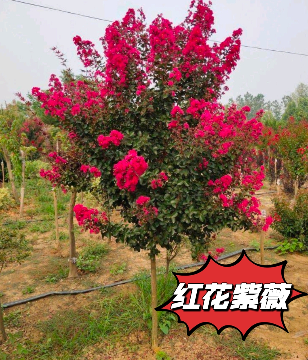 苍溪县紫薇树苗紫荆树苗丛生苗绿化苗