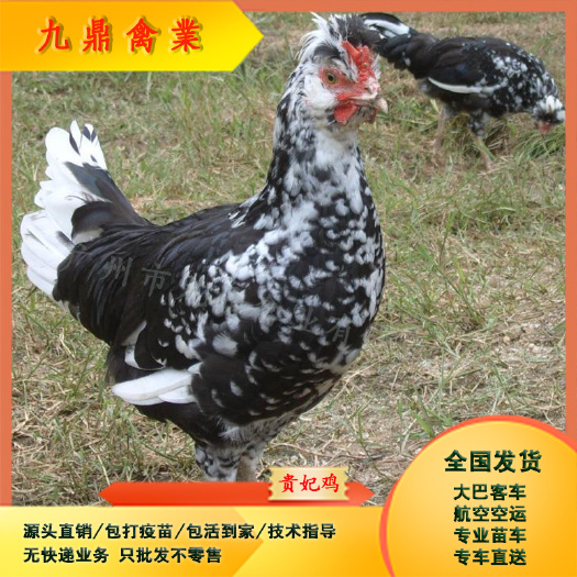 广州广州孵化出壳贵妃鸡苗贵妇鸡苗观赏鸡苗包做疫苗运输包邮
