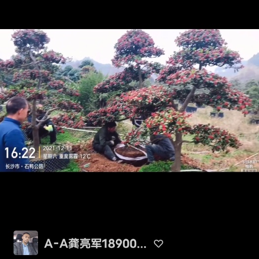 长沙县造型无刺枸骨
