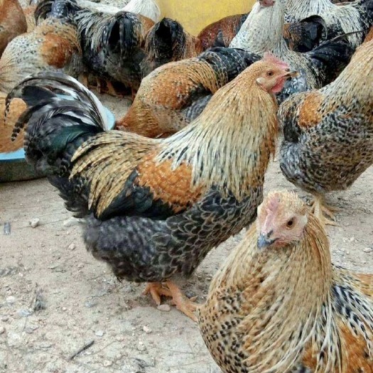 衡阳出售金芦花鸡苗阉鸡出壳小鸡量大优惠欢迎详谈