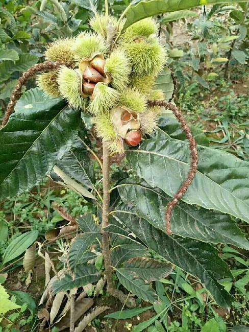 鄱阳县板栗苗 大红袍板栗苗