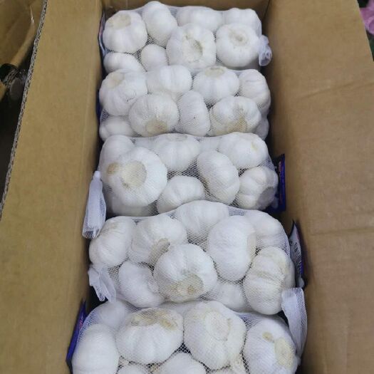 金乡县（外贸专用）白蒜专业出口欧美中东质量源于专业质量成就信誉！