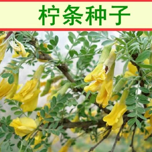沭阳县柠条种子  抗旱治沙多年生护坡绿化林木灌木