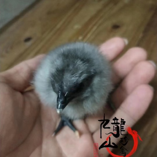 广州乌鸡苗