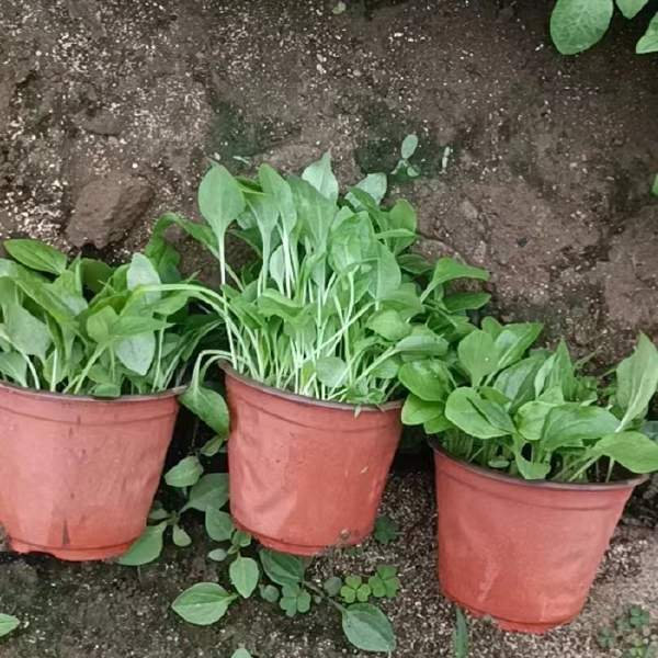 松果菊，松果菊花苗，松果菊杯苗