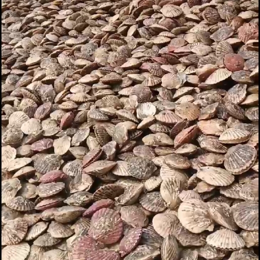 上海扇贝