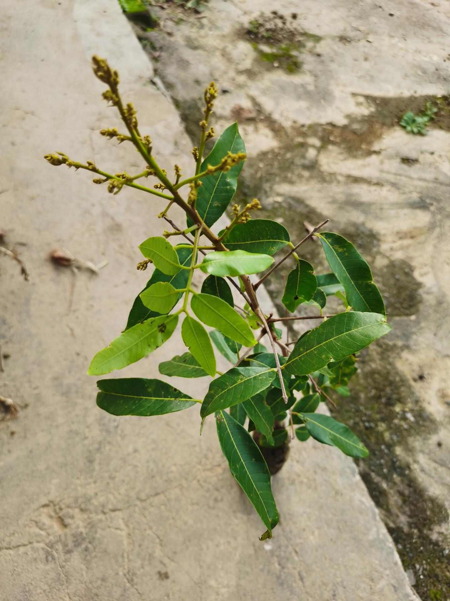 1棵300斤无核龙眼苗嫁接石硖储良四季龙眼桂圆苗红皮龙眼当年