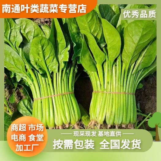 南通菠菜 黑叶菠菜 基地直采 全年供应 叶类蔬菜 市场 食堂商超