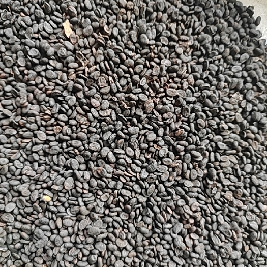 鄄城县补骨脂