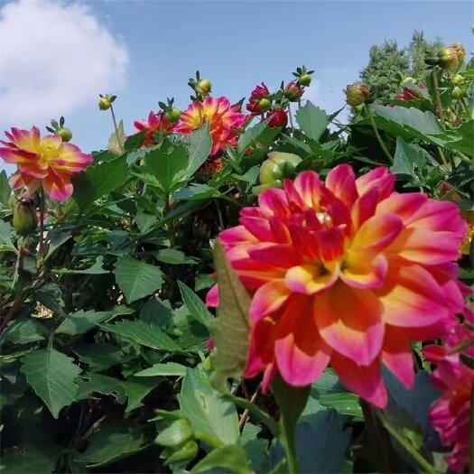 沭阳县小丽花种子 小丽菊小理花四季易种庭院阳台种子景观花
