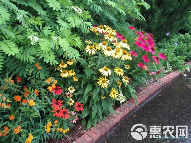 松果菊，松果菊花苗，松果菊杯苗