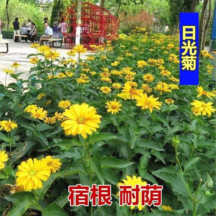 沭阳县日光菊种子 赛菊芋种子四季易种庭院阳台种子景观花海