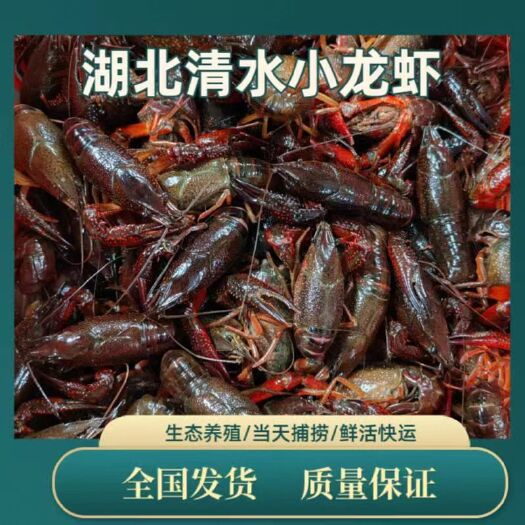 潜江市湖北清水小龙虾产地大量供应肉质饱满底板干净全国发货清水小龙虾