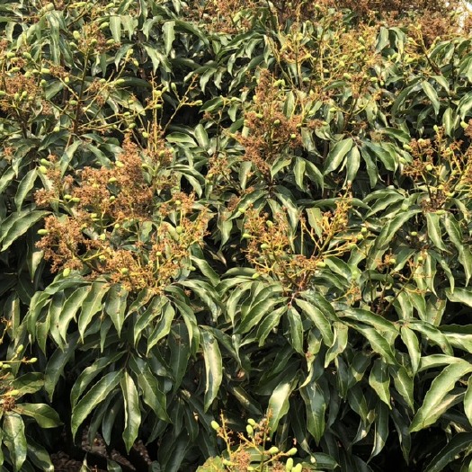 雷州市荔枝白糖罂