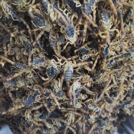 亳州蝎子 全蝎 全虫