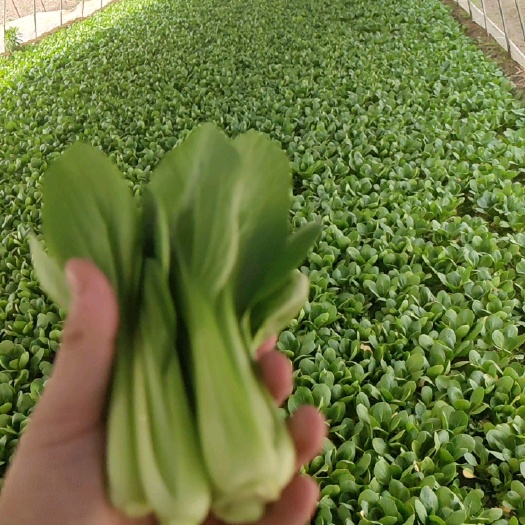 质量优，上海青，大量现货，欢迎咨询。