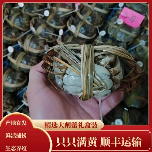 兴化市江苏兴化大闸蟹礼盒产地直发，现捞现发鲜活河蟹顺丰直达全国各地