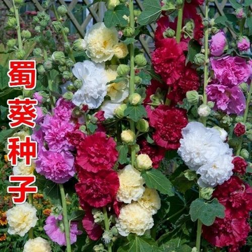 沭阳县蜀葵又名一丈红、熟季花等，花色白、粉红、红等色，盛开如纸质人