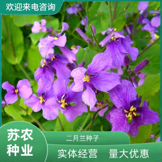 二月兰种子花种子花种籽子多年生诸葛菜种籽耐阴耐寒绿化易活花籽