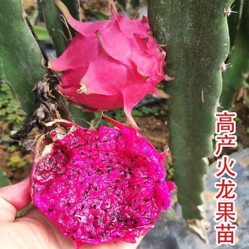 灵山县火龙果树苗红心白心燕窝火龙果苗嫁接盆载地载南北方种植四季结果