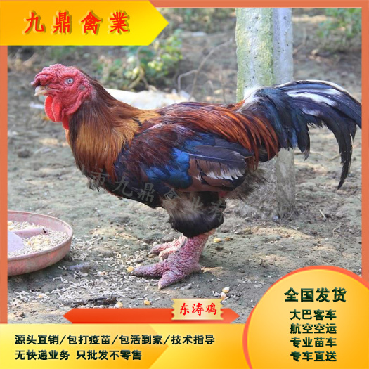 广州广州孵化场直售半个月脱温大脚东涛鸡苗越南大脚鸡包做疫苗