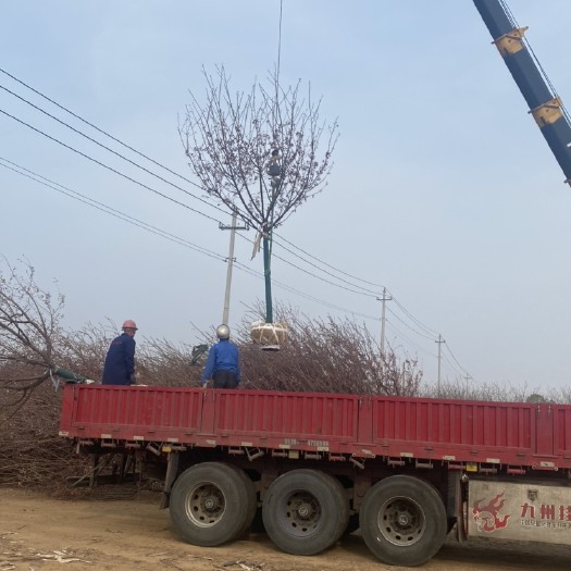 阳光樱—苗圃清地希苗处理！