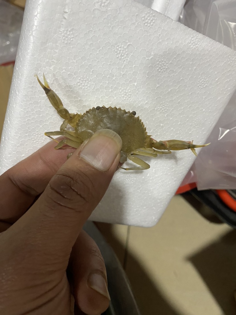 广东潮汕青蟹苗小螃蟹活体幼苗海捕养殖批发青蟹原产地直供应