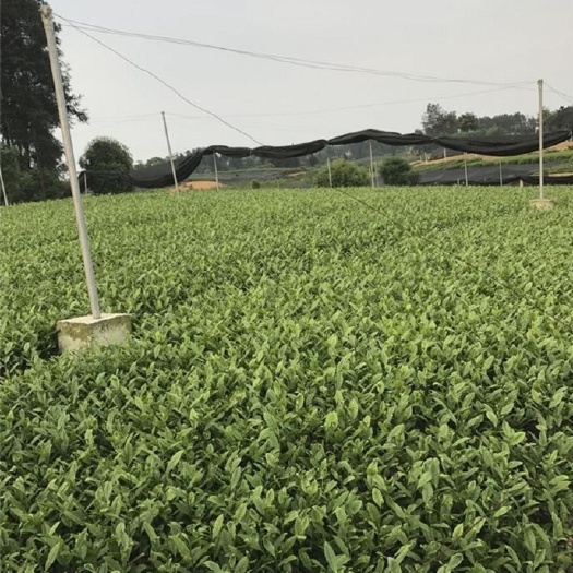 恩施市供应茶苗白茶苗安吉茶苗太白茶苗