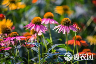 松果菊，松果菊花苗，松果菊杯苗