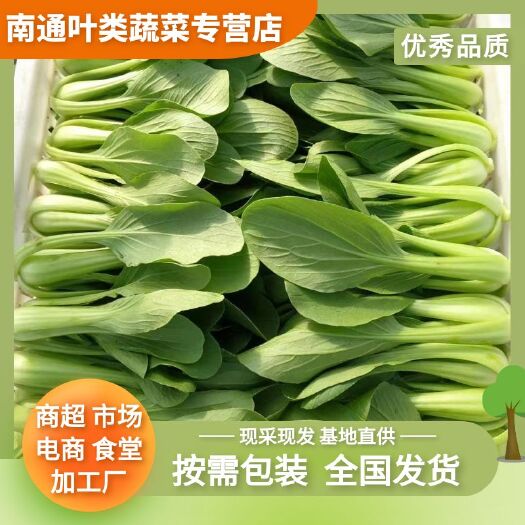 南通上海青 小油菜 毛白菜产地直发大量有货