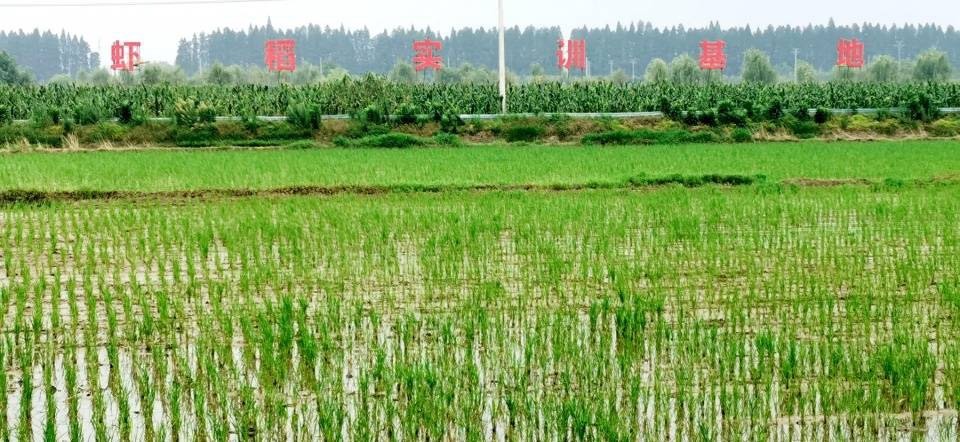 潜江市潜江德辛小龙虾养殖基地竭诚为餐饮水产团购客户提供优质小龙虾