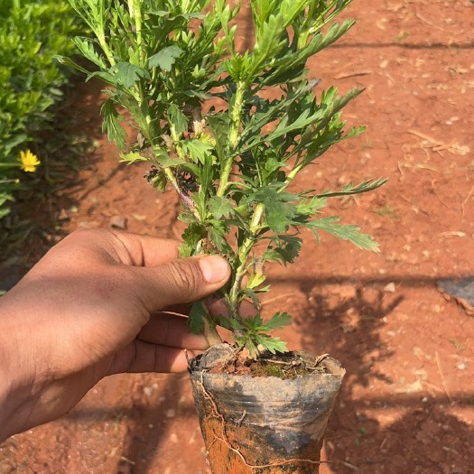 昆明木春菊10乘10小袋工程苗