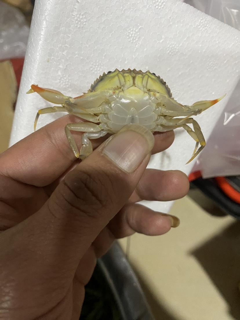 广东潮汕青蟹苗小螃蟹活体幼苗海捕养殖批发青蟹原产地直供应