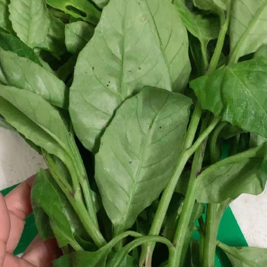 广州富贵菜