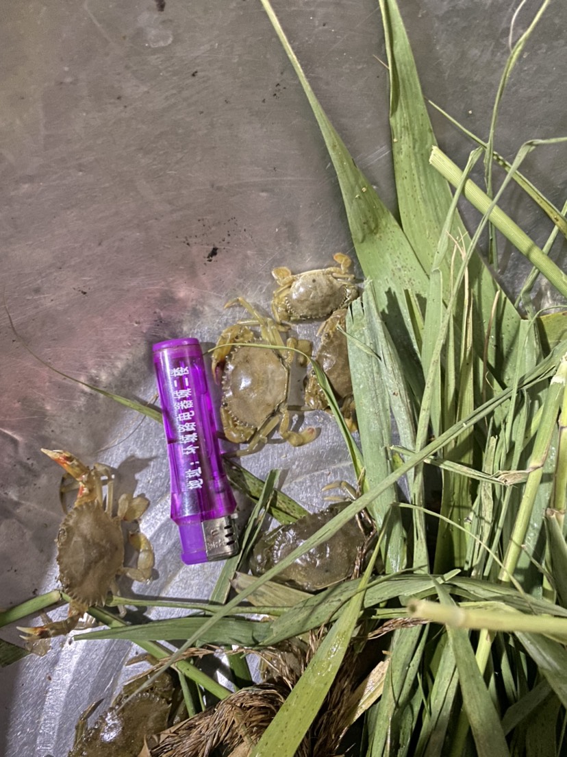 广东潮汕青蟹苗小螃蟹活体幼苗海捕养殖批发青蟹原产地直供应