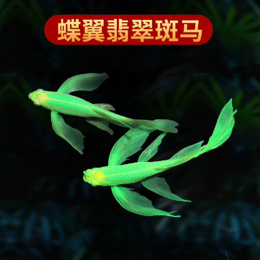 长尾蝶翼青苹果蓝莓柠檬绿翡翠斑马鱼活体热带观赏鱼五彩色鱼批发