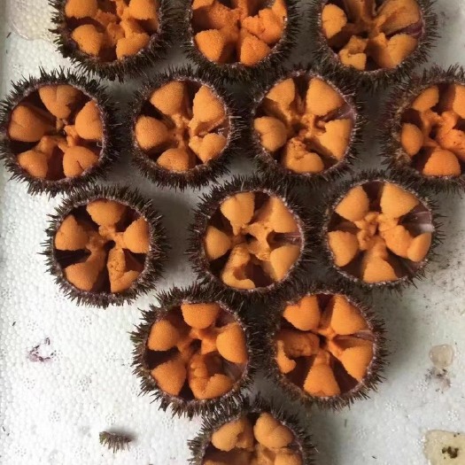 马粪胆