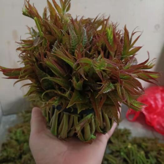 南山红香椿芽