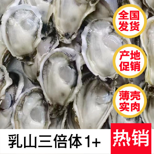 广州乳山精品三倍体生蚝1+规格 生蚝批发 厂家直销 净化生蚝