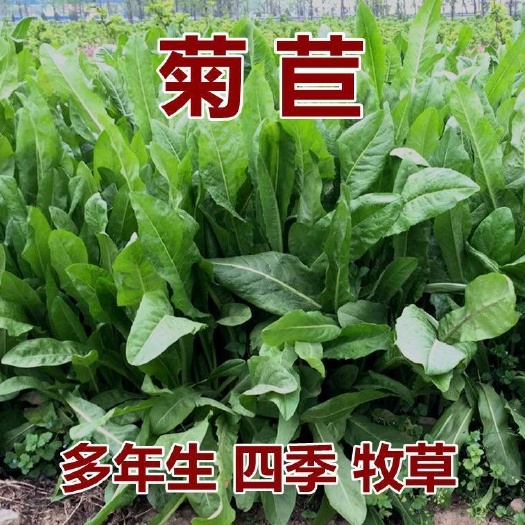 嘉祥县大叶菊苣

多年生牧草四季养殖猪牛羊鸡鸭鹅鱼兔草