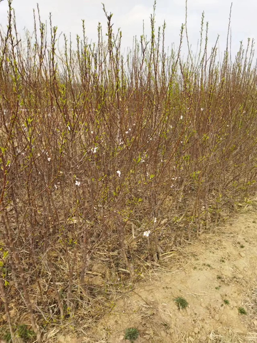 巴旦木树苗苗木，巴达木，巴大母，巴大木有5000到1万颗