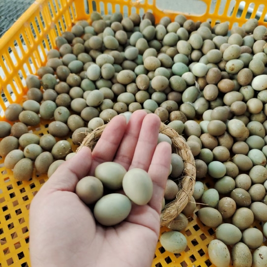 宁波芦丁鸡种蛋批发