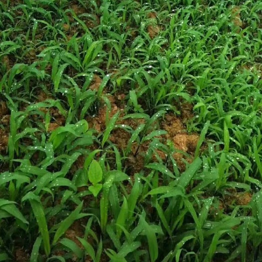 宽叶雀稗草籽 狗尾巴草护坡边坡绿化种子 四季常青多年生牧草