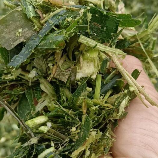 南宁玉米杆(青贮)