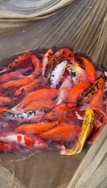 各种锦鲤